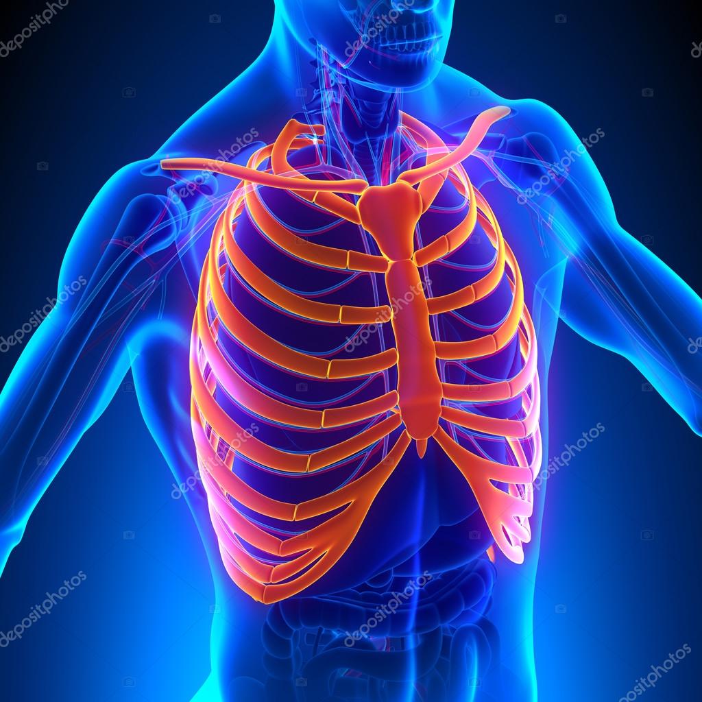 Rib cage – science
